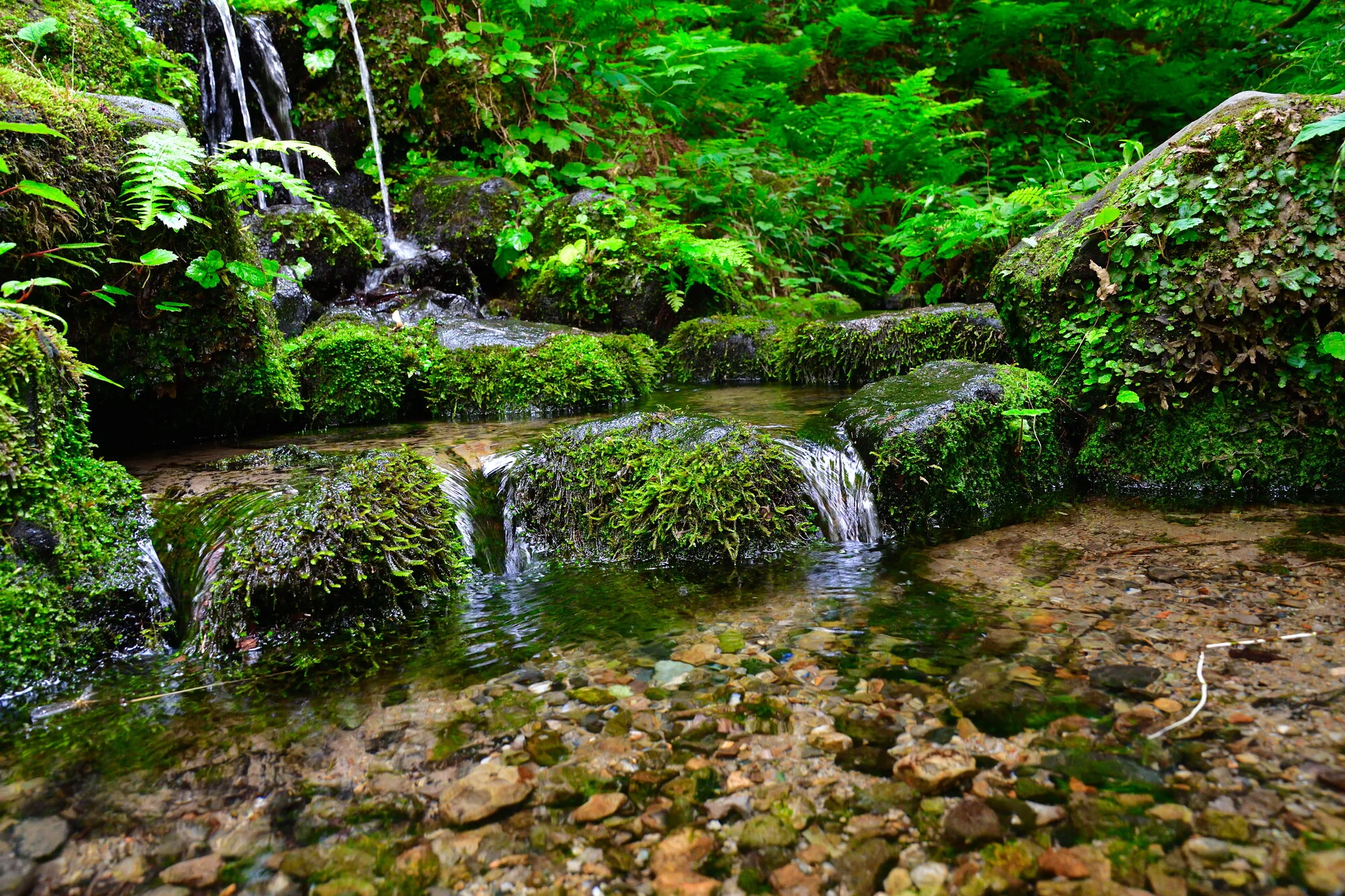杜々の森湧水 苔むした沢
