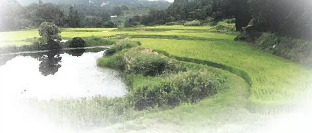 名水の里・中野俣の棚田